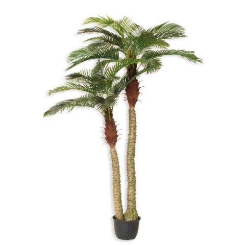 PHOENIX PALMA RT X2 30FG CVASO GREEN